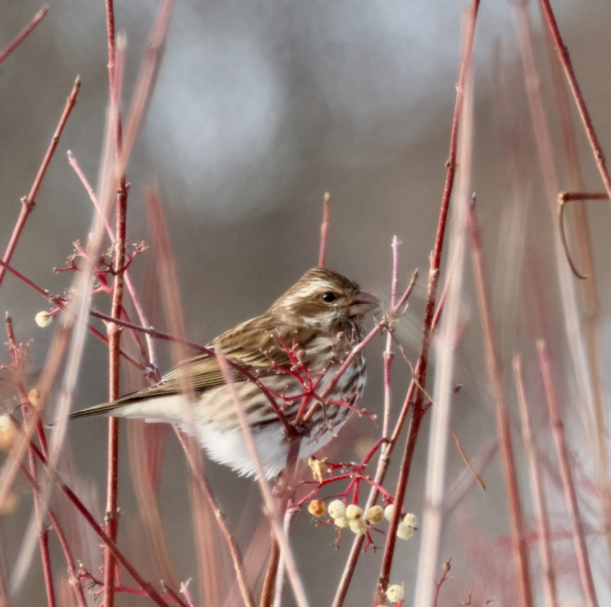 ムラサキマシコ - ML646604820