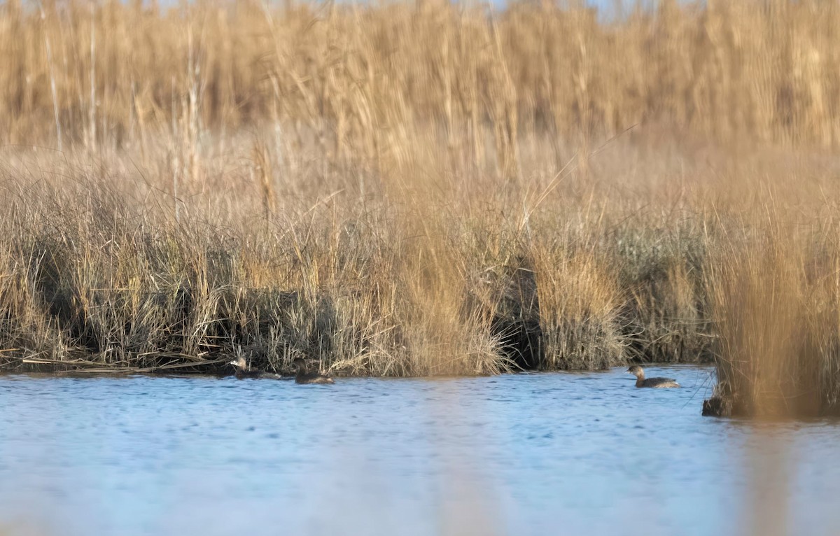 Pied-billed Grebe - ML646604822