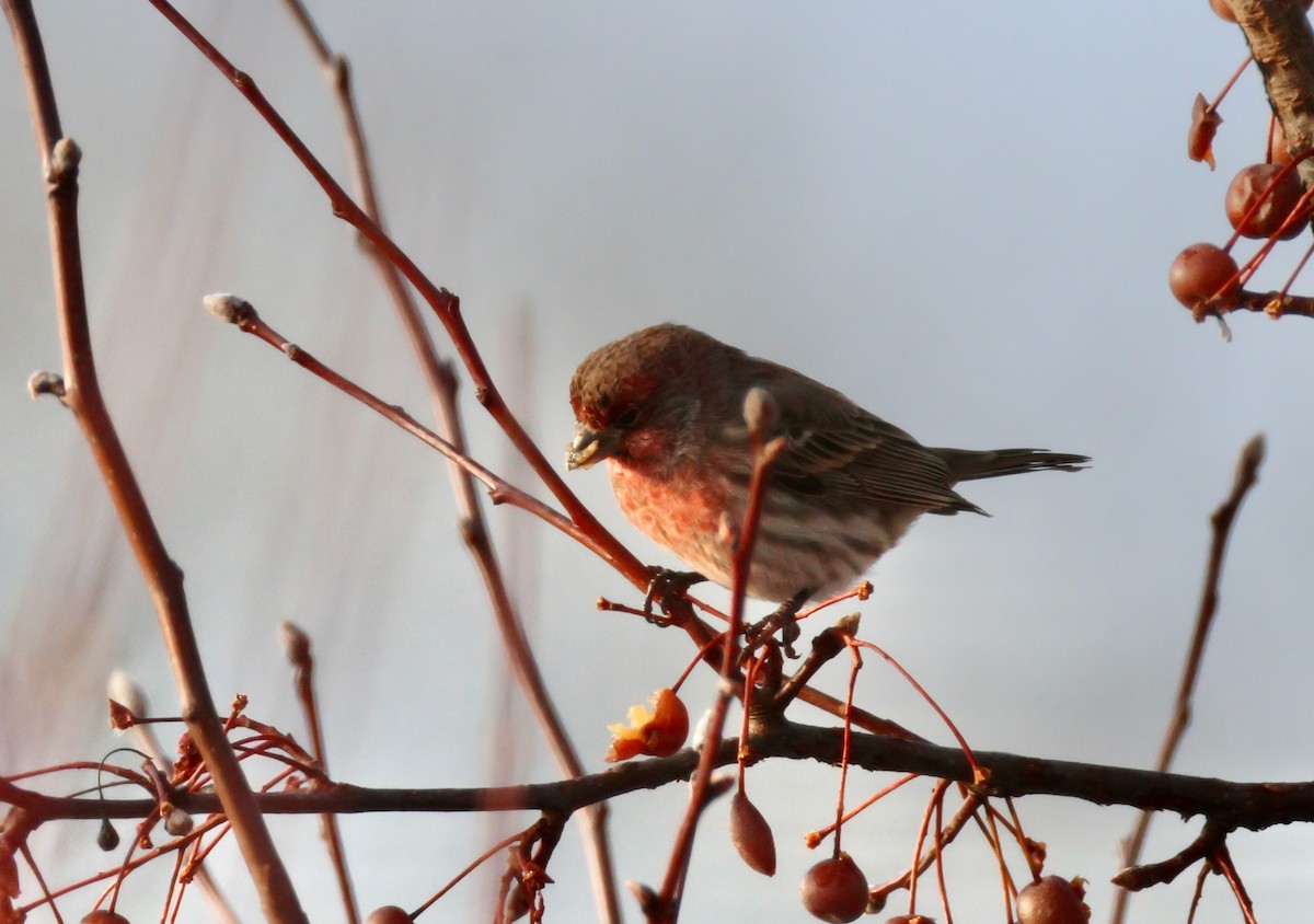 メキシコマシコ - ML646604823