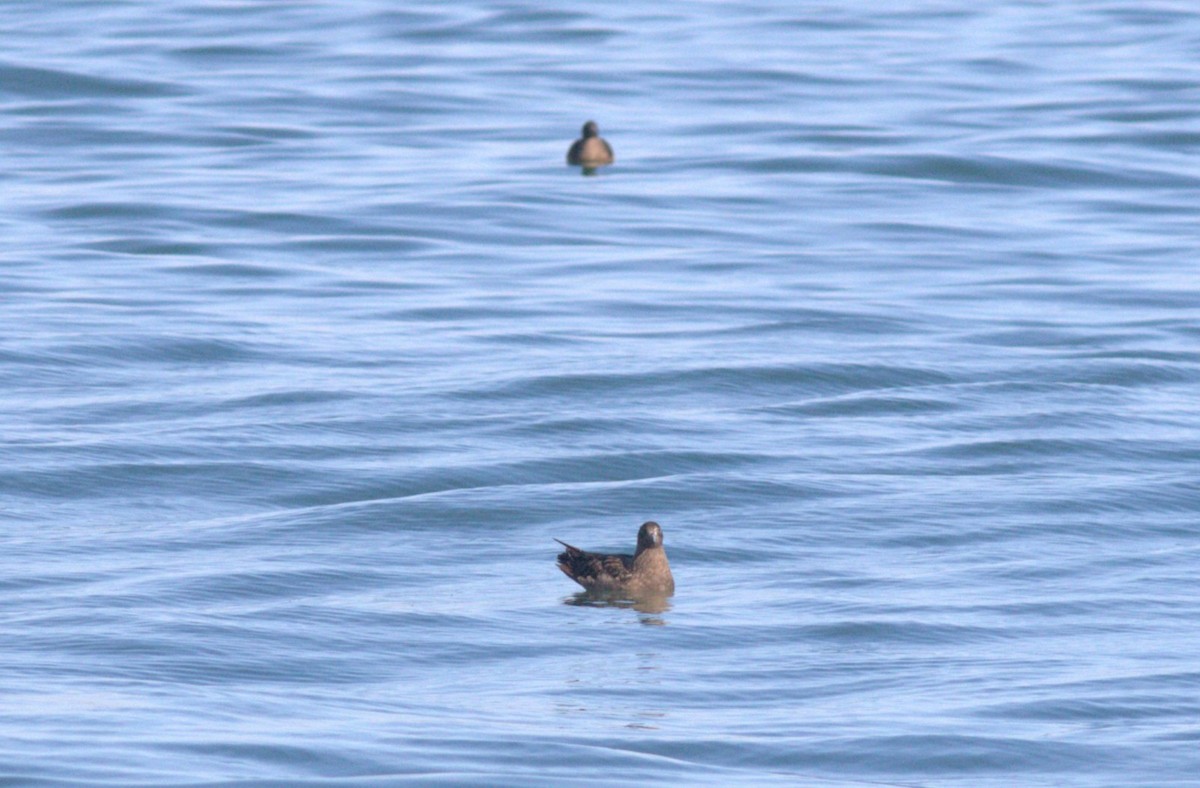 Great Skua - ML646604824