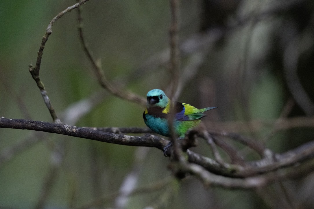 Dreifarbentangare - ML646604825