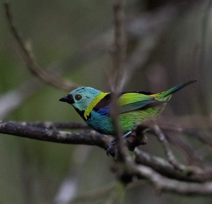 Dreifarbentangare - ML646604826