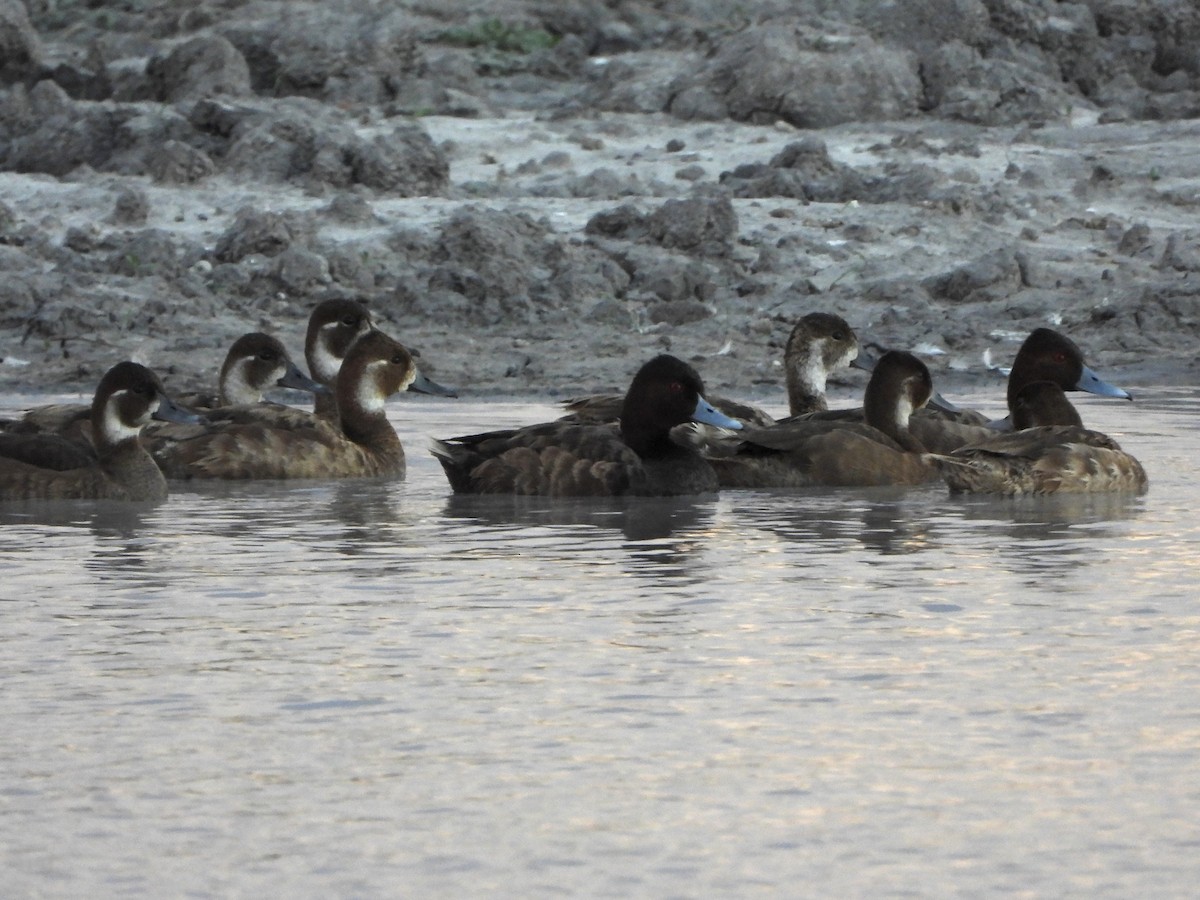 Southern Pochard - ML646604828