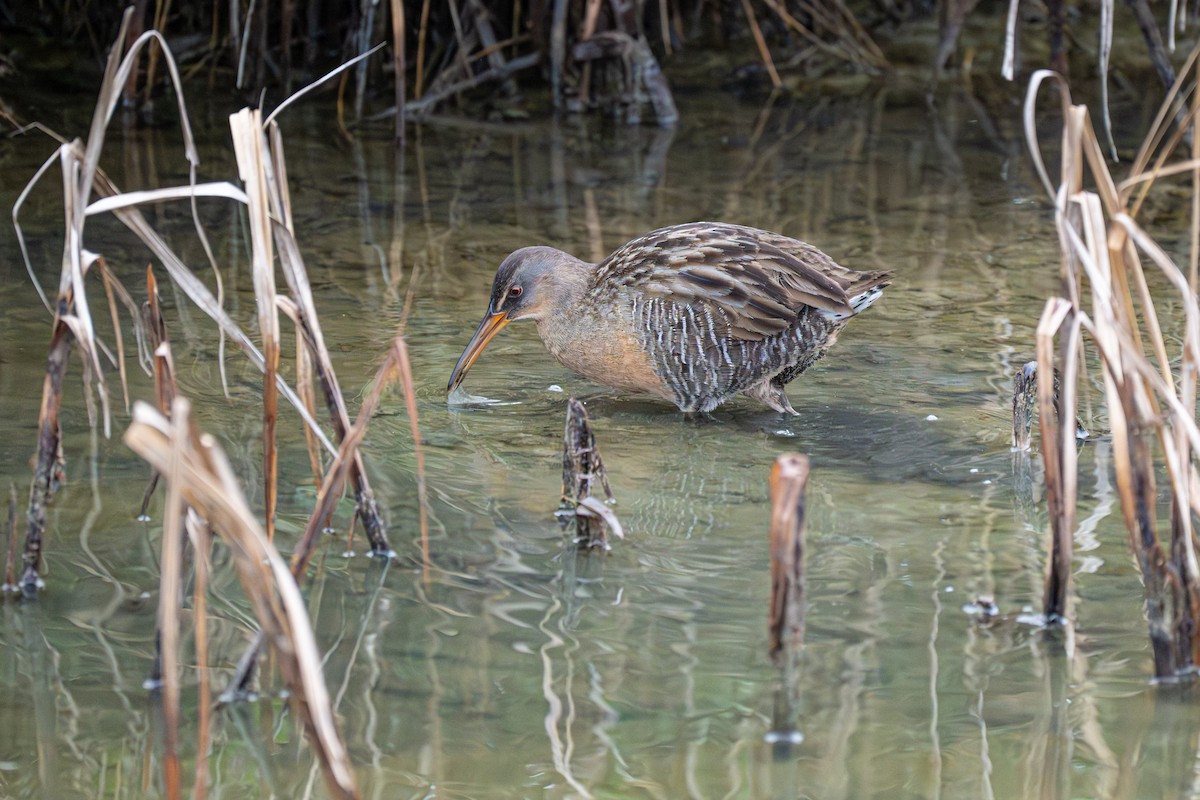 Clapper Rail - ML646604829