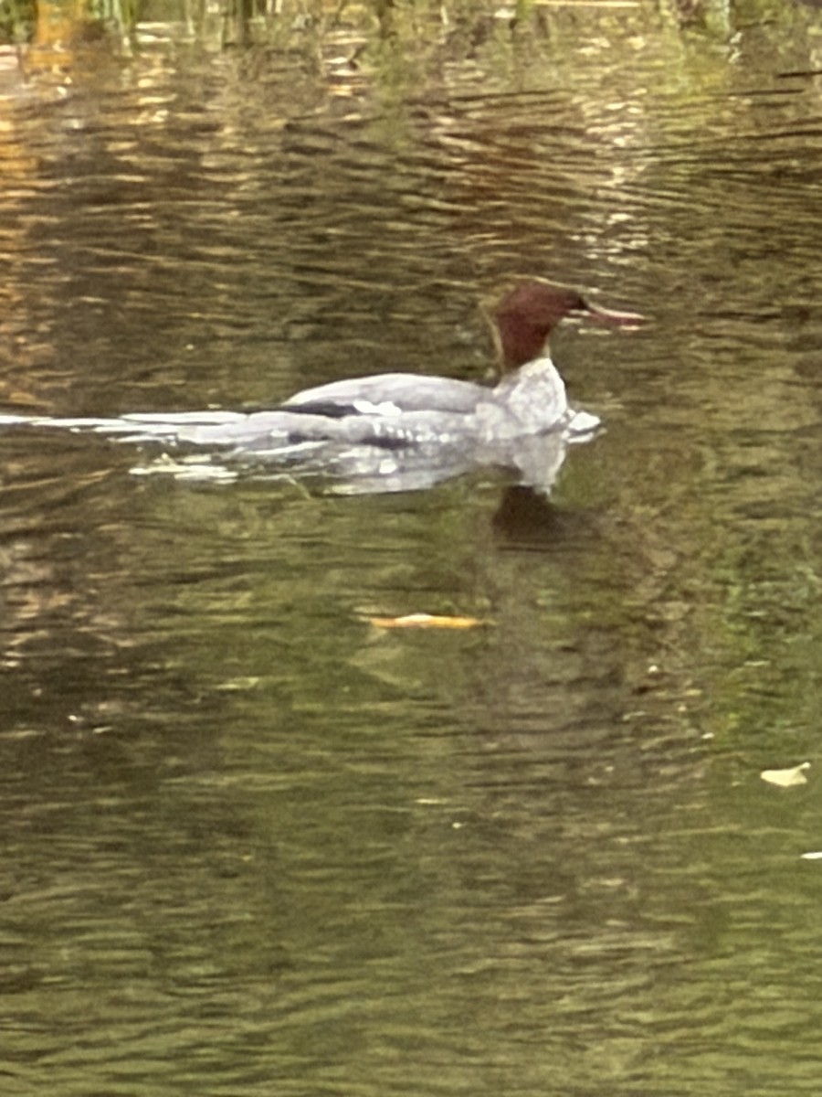 Common Merganser - ML646604831