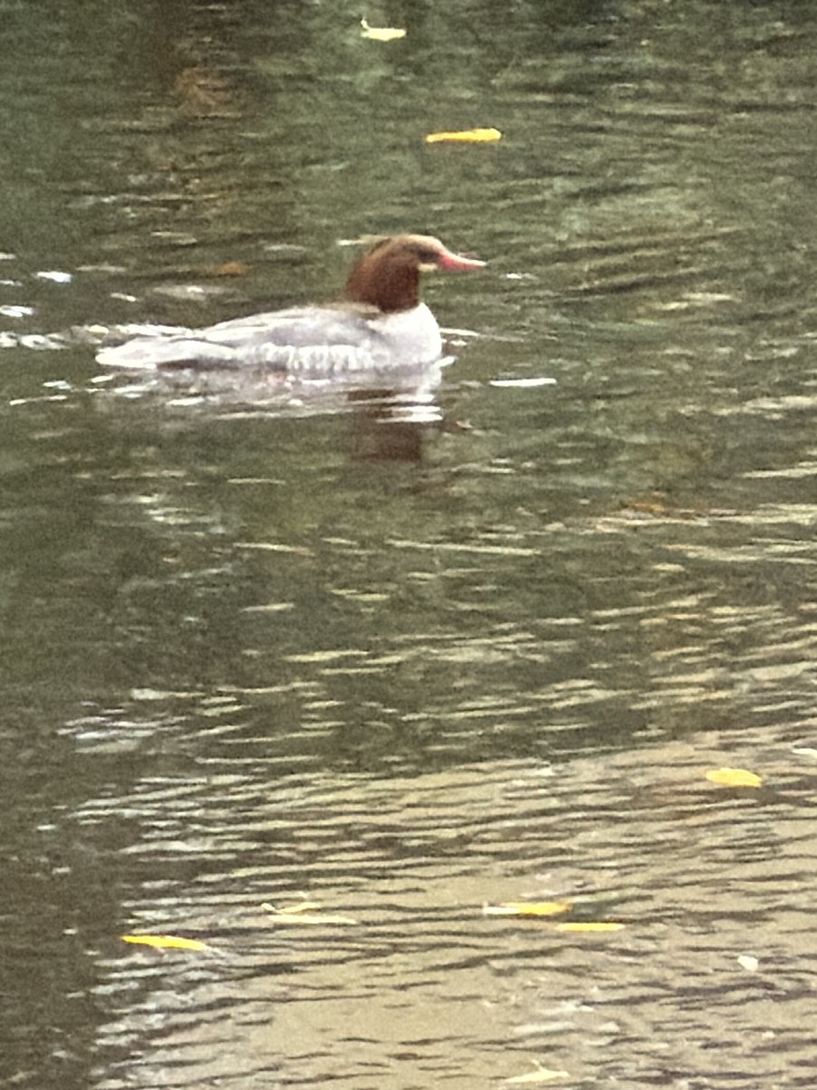 Common Merganser - ML646604832
