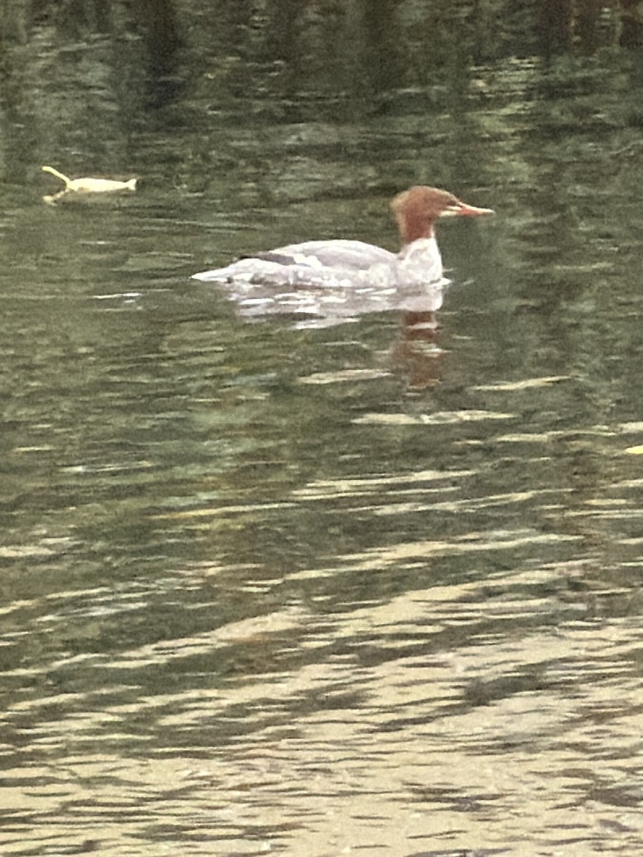 Common Merganser - ML646604833