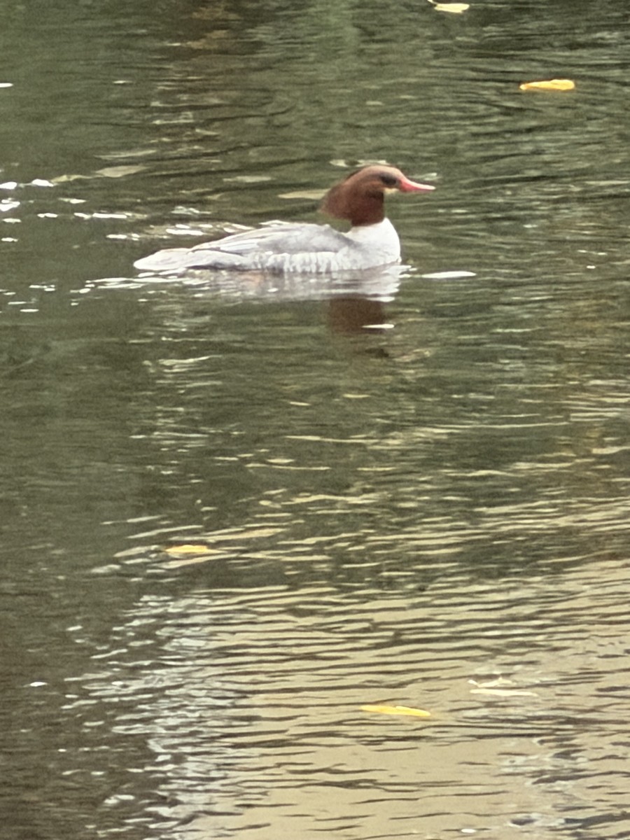 Common Merganser - ML646604834