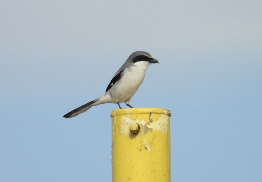 amerikavarsler - ML646604835