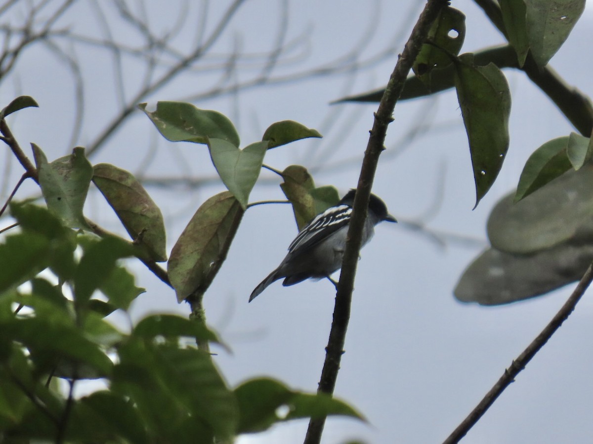 Bécarde à ailes blanches - ML646604837