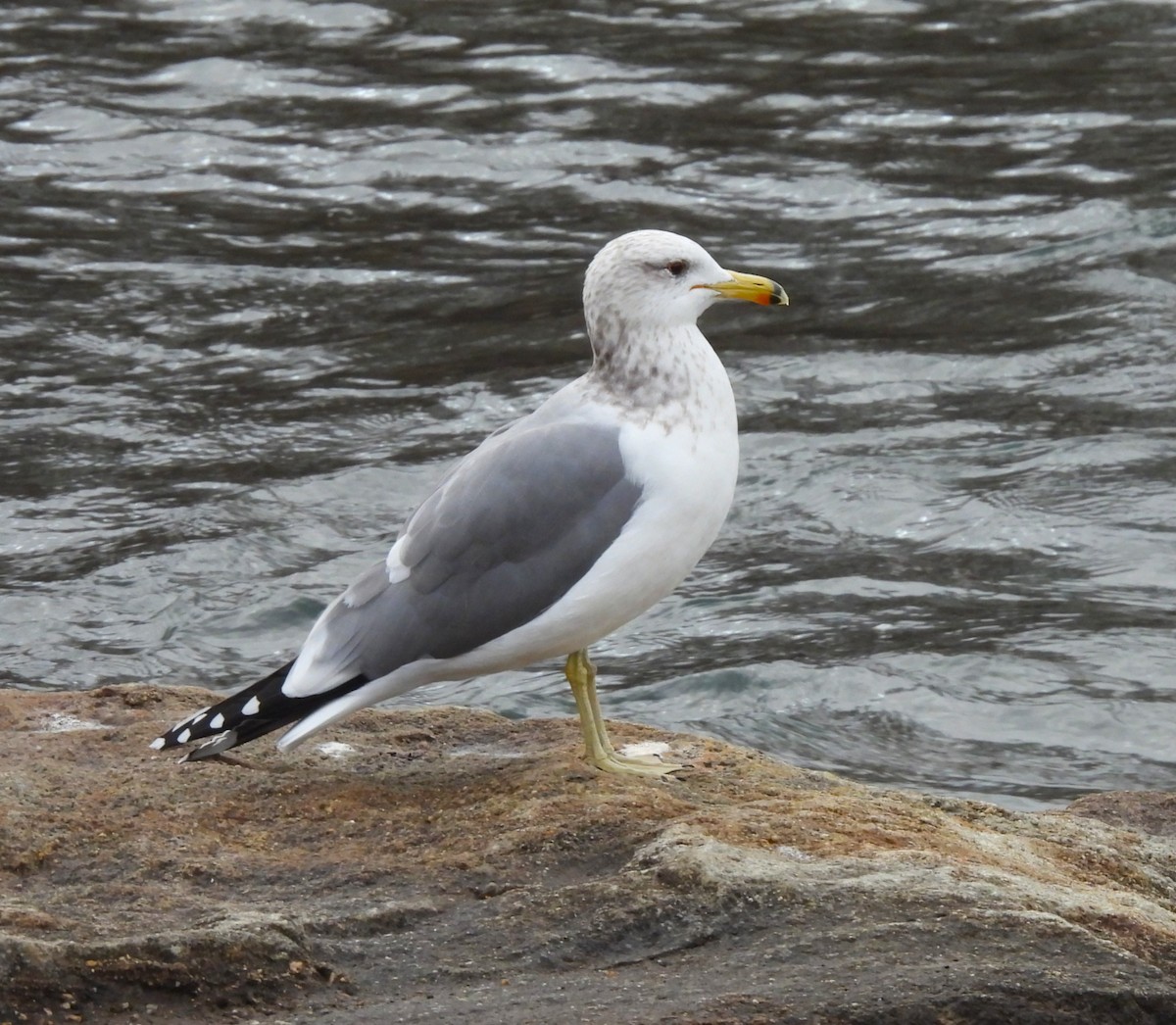 California Gull - ML646604838