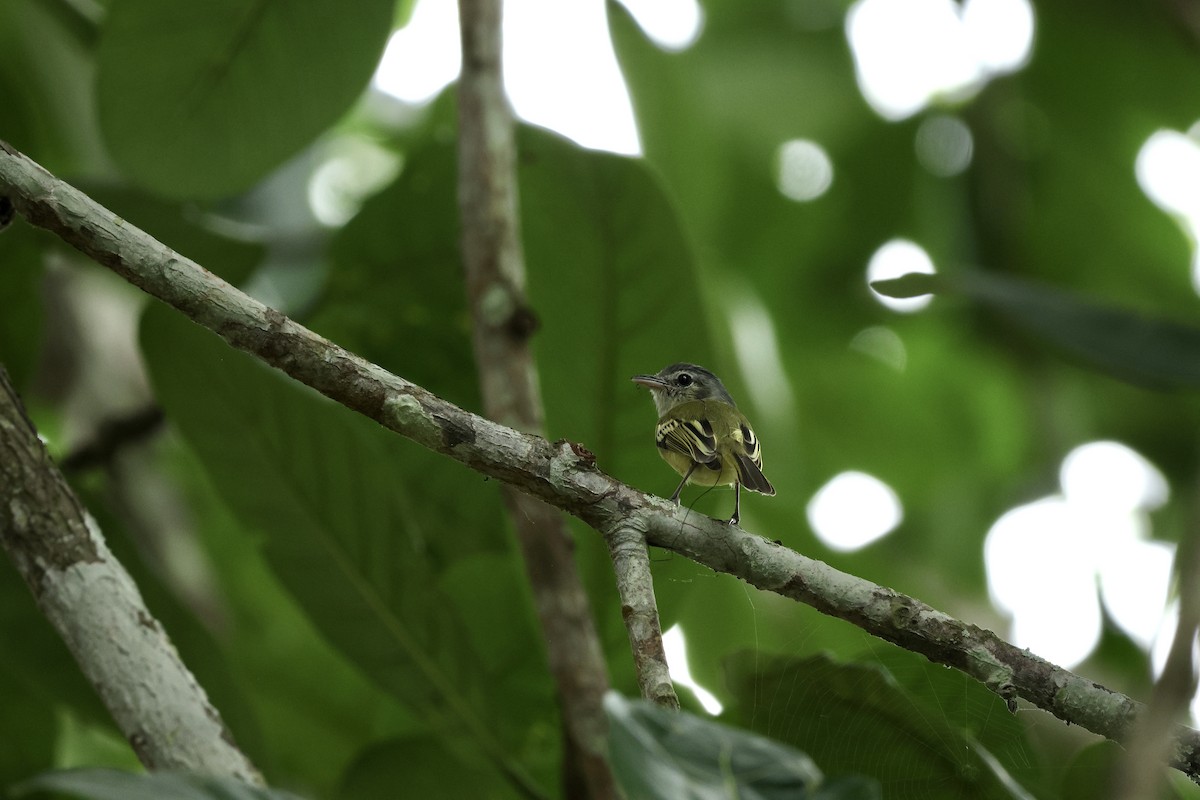 Yellow-olive Flatbill - ML646604841