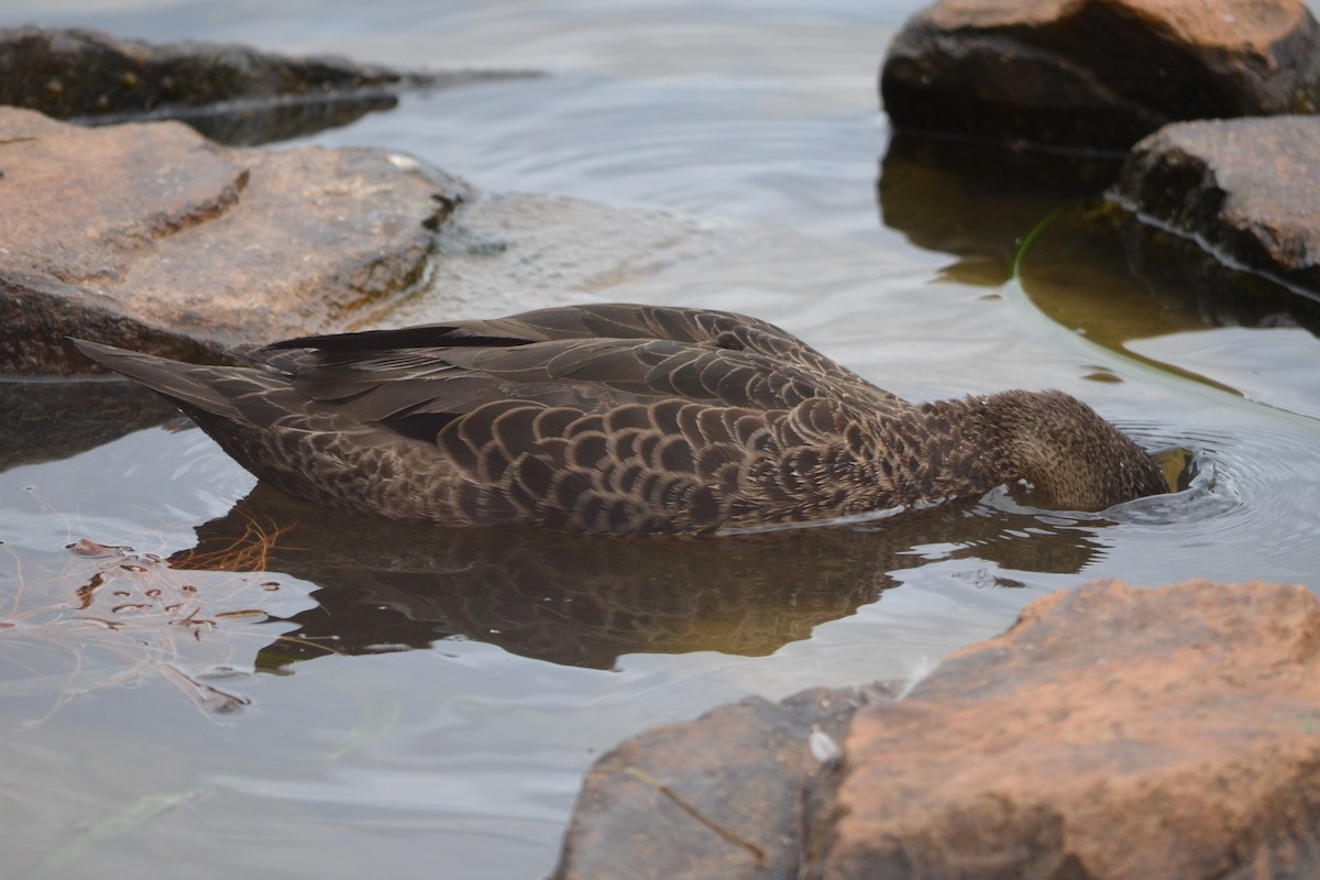 Chestnut Teal - ML646604842