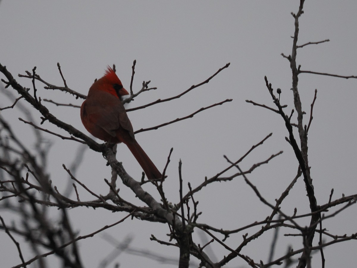 Northern Cardinal - ML646604843
