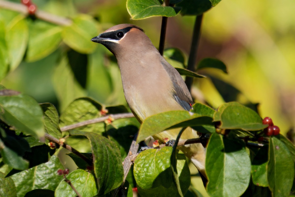 Cedar Waxwing - ML646604846