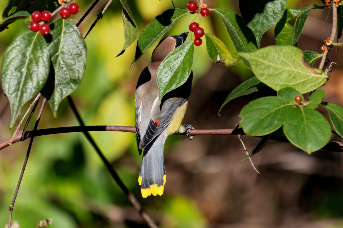 Cedar Waxwing - ML646604847