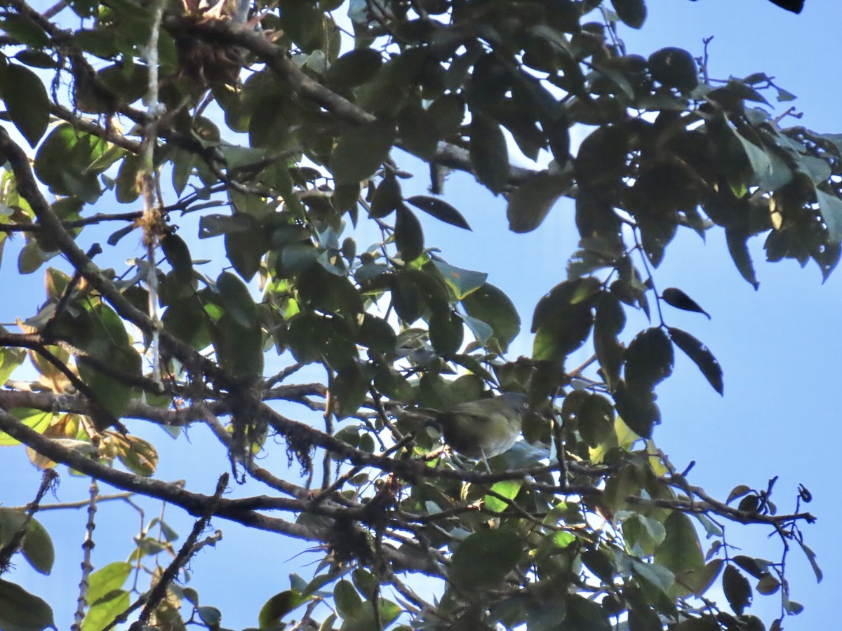 Dusky Chlorospingus - ML646604848