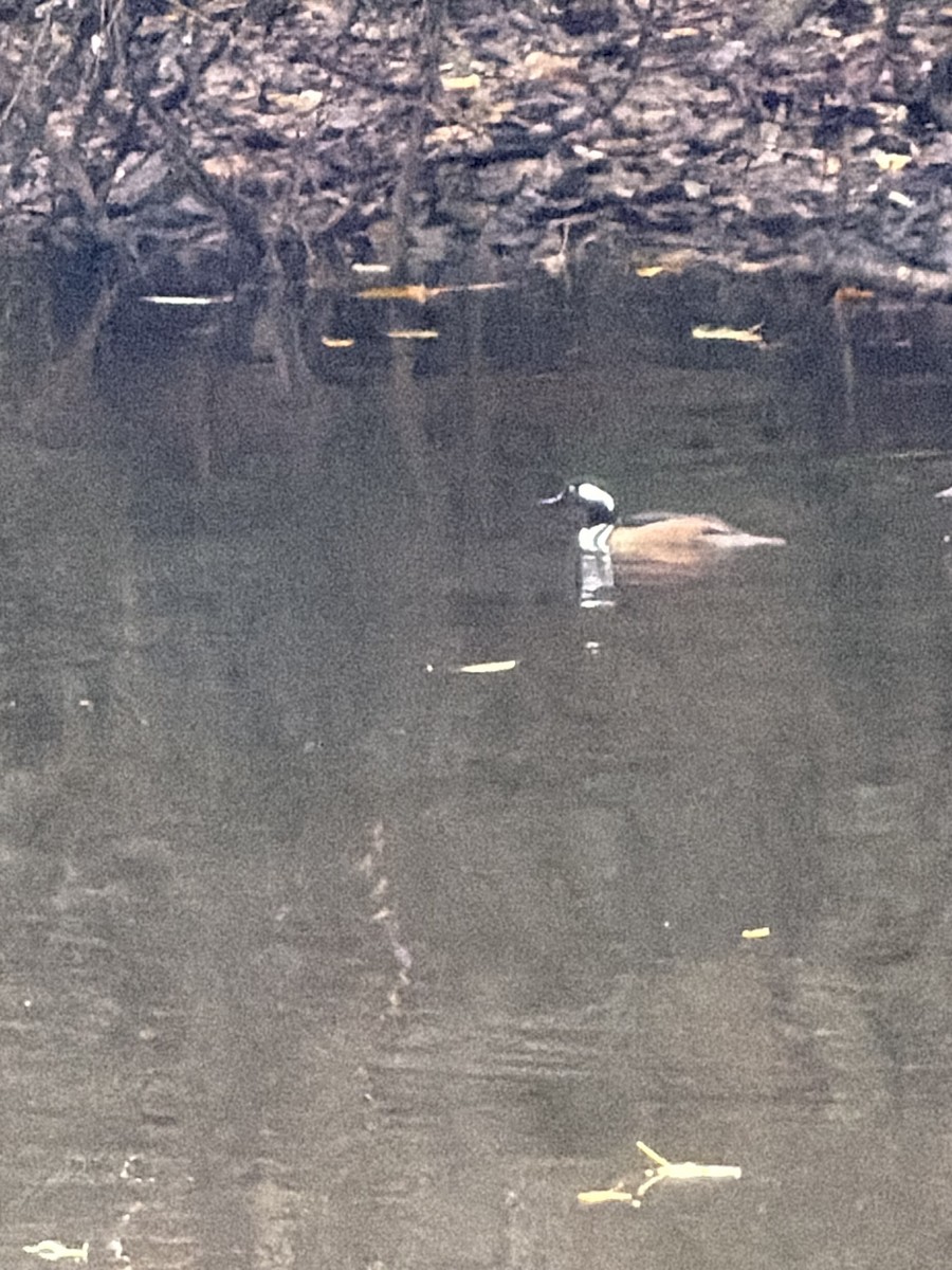 Hooded Merganser - ML646604849