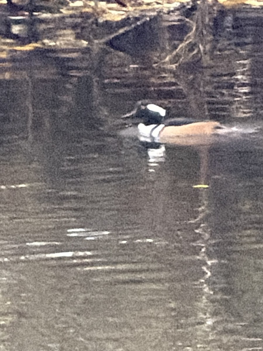 Hooded Merganser - ML646604850