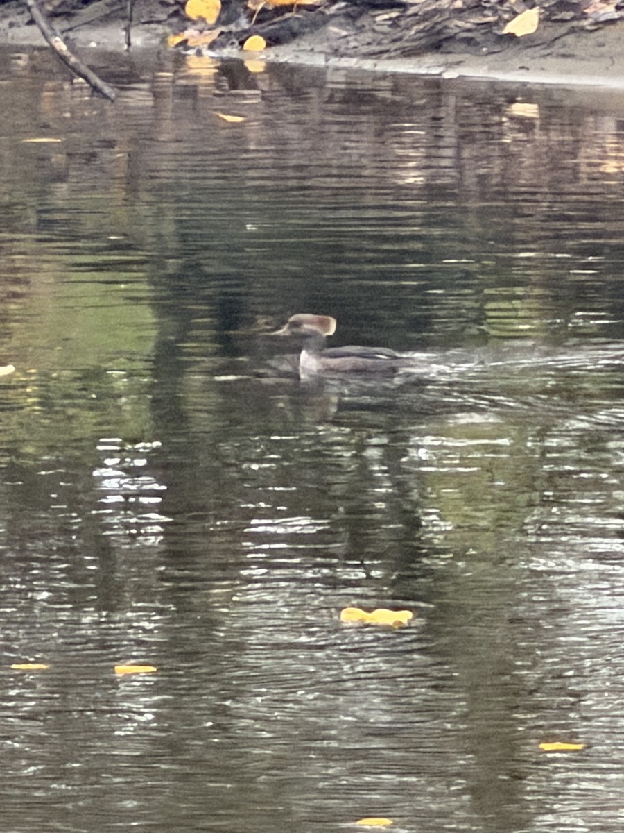 Hooded Merganser - ML646604852