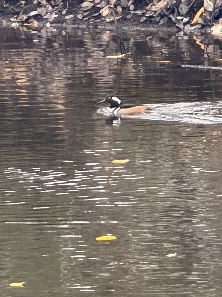 Hooded Merganser - ML646604853