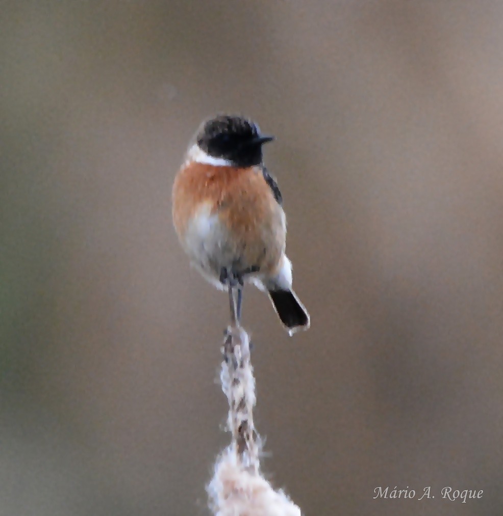 bramborníček černohlavý - ML646604854