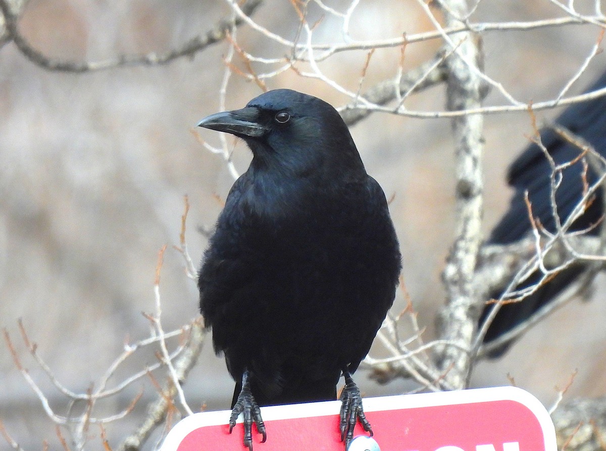 American Crow - ML646604855