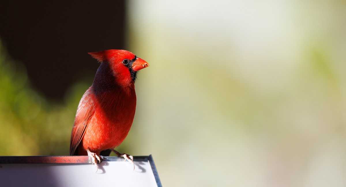 Northern Cardinal - ML646604856
