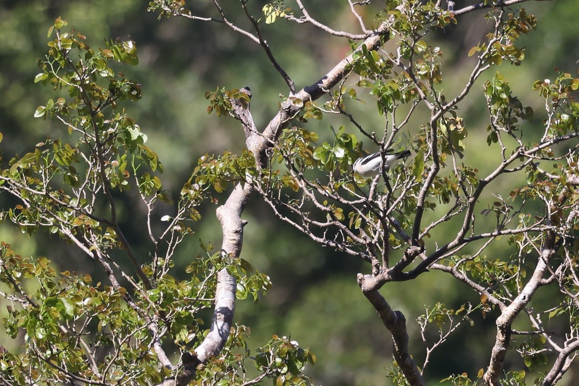 Polynesian Triller - ML646604857