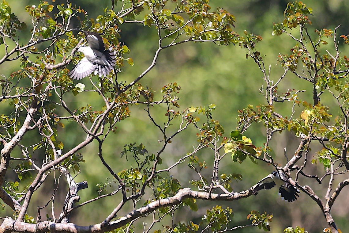 Polynesian Triller - ML646604858