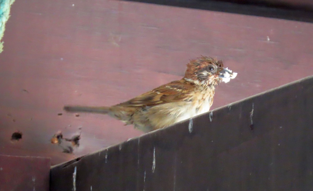 Eurasian Tree Sparrow - ML646604859