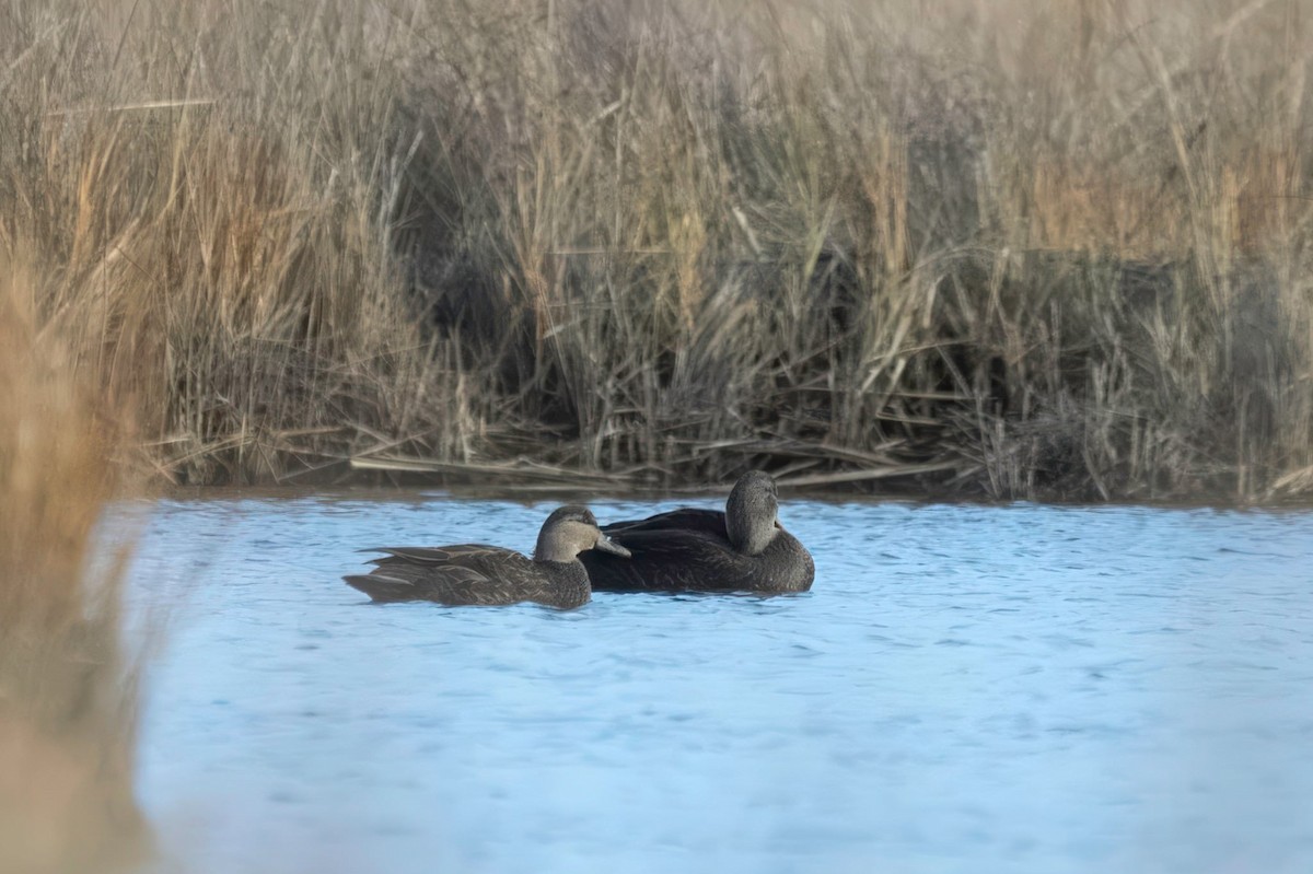 American Black Duck - ML646604860