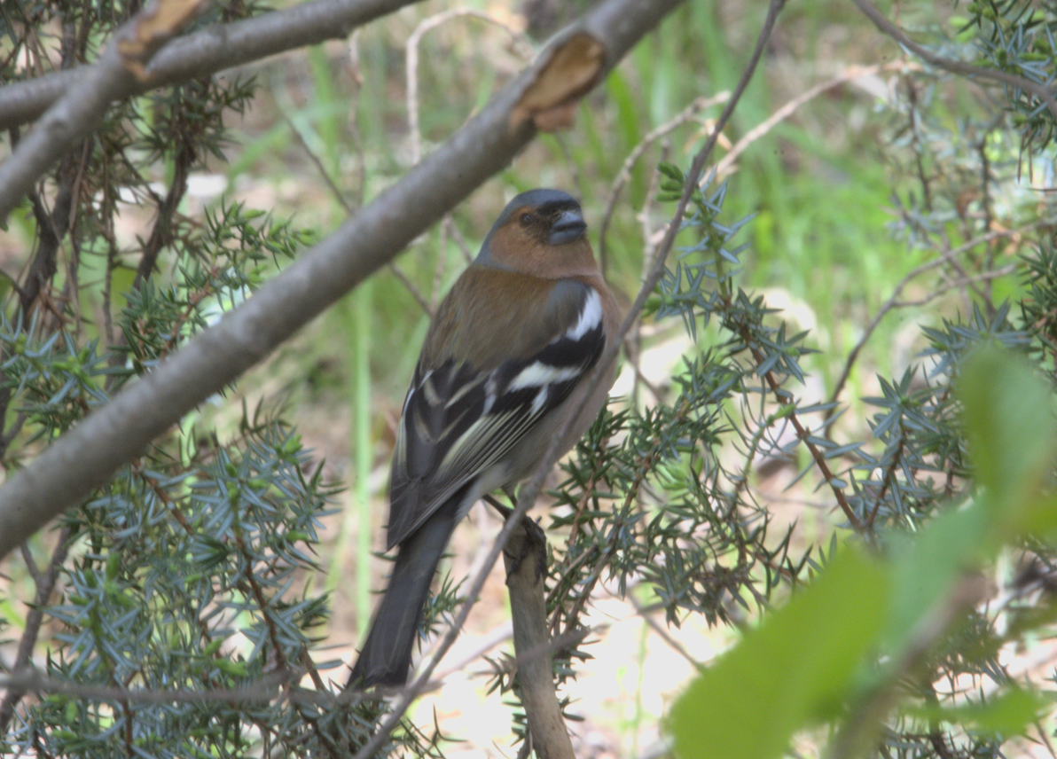 Common Chaffinch - ML646604861