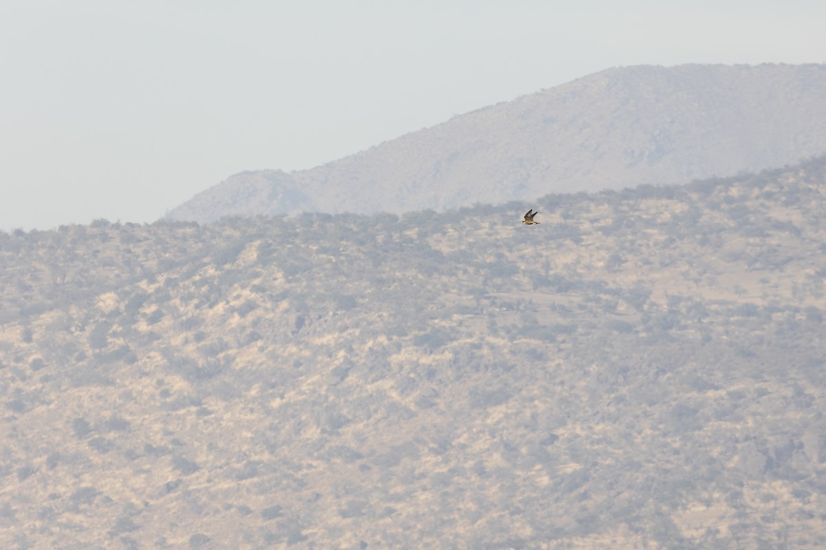 Peregrine Falcon - ML646604862