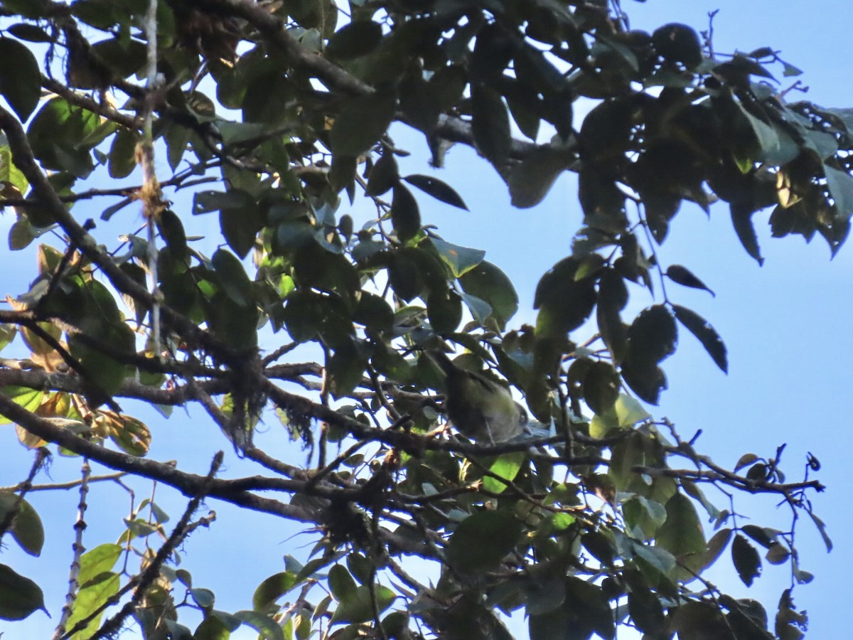 Dusky Chlorospingus - ML646604863