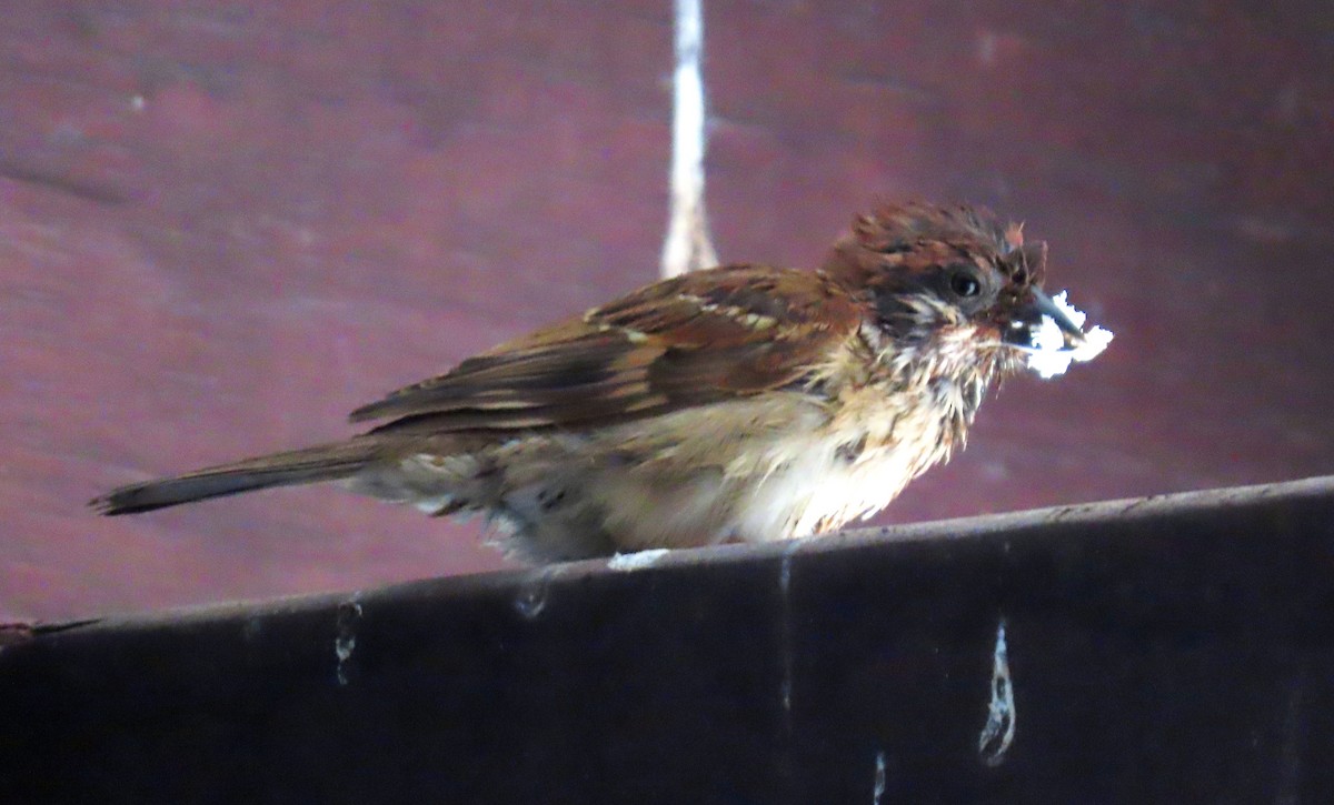 Eurasian Tree Sparrow - ML646604864