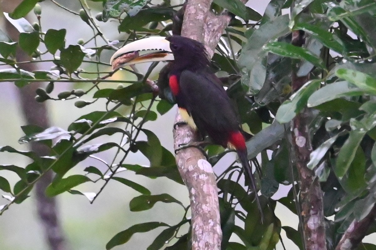 Ivory-billed Aracari - ML646604865