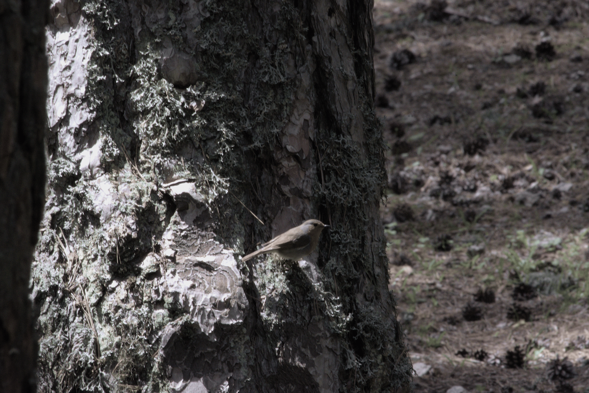 European Robin - ML646604866