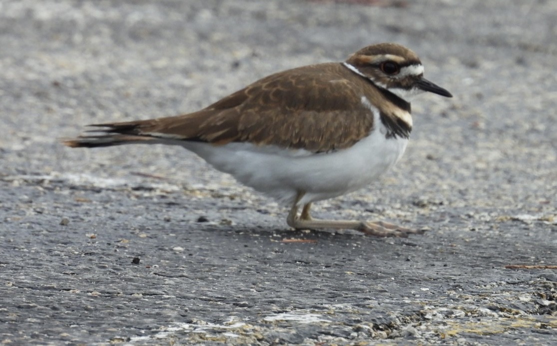 Killdeer - ML646604867