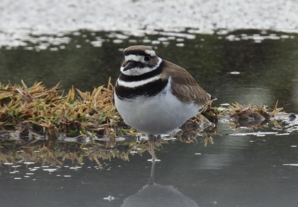 Killdeer - ML646604868