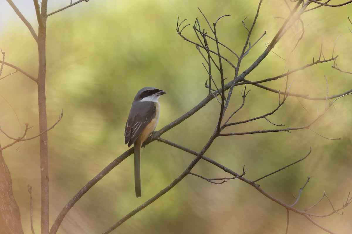 Gray-backed Shrike - ML646604869