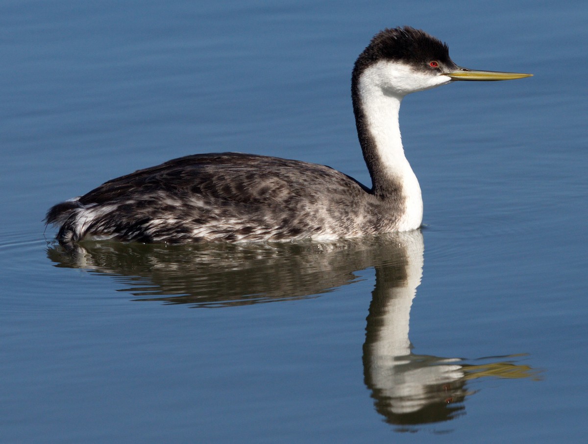 Western Grebe - ML646604870