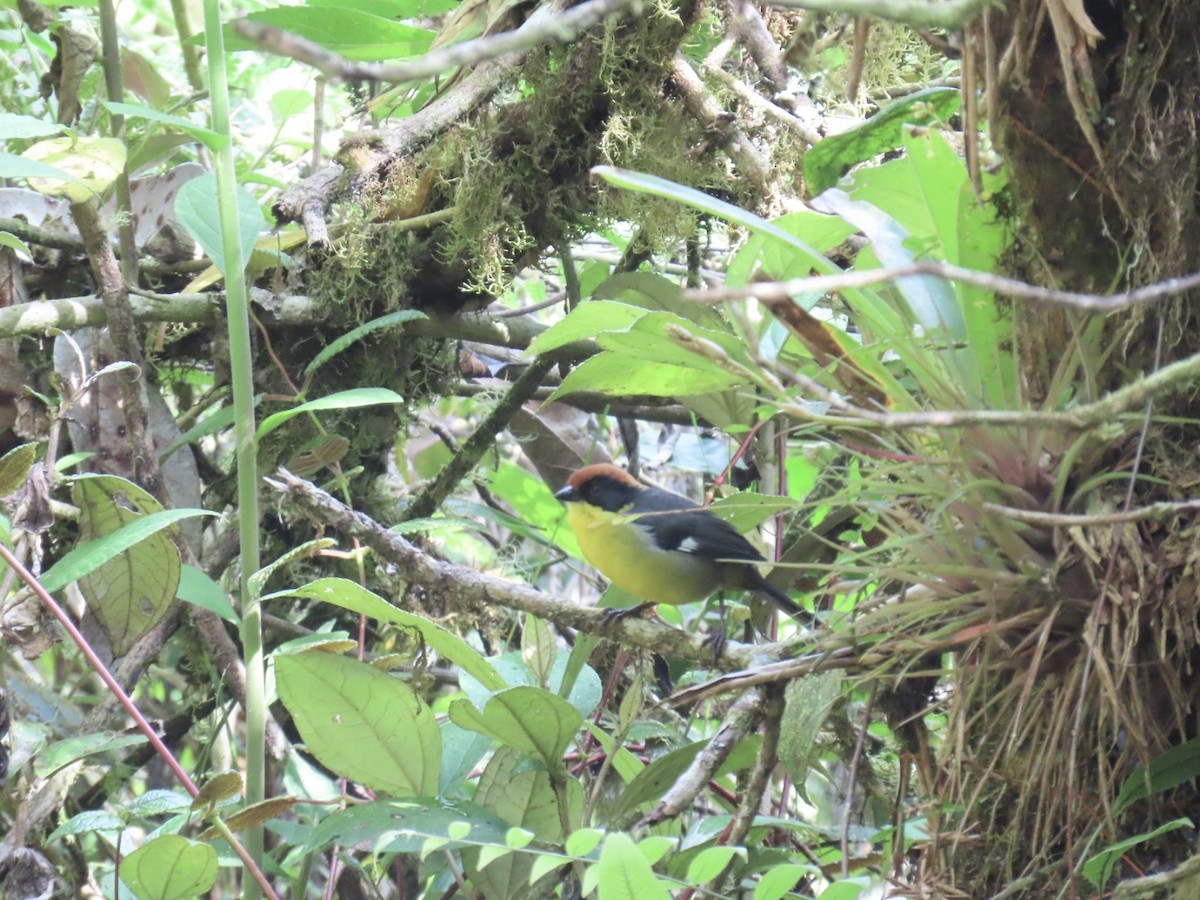 Yellow-breasted Brushfinch - ML646604872