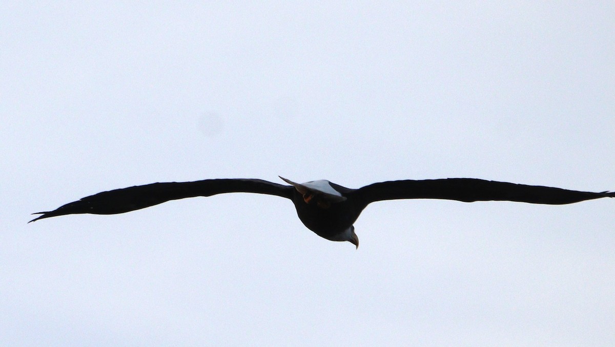 Bald Eagle - ML646604873