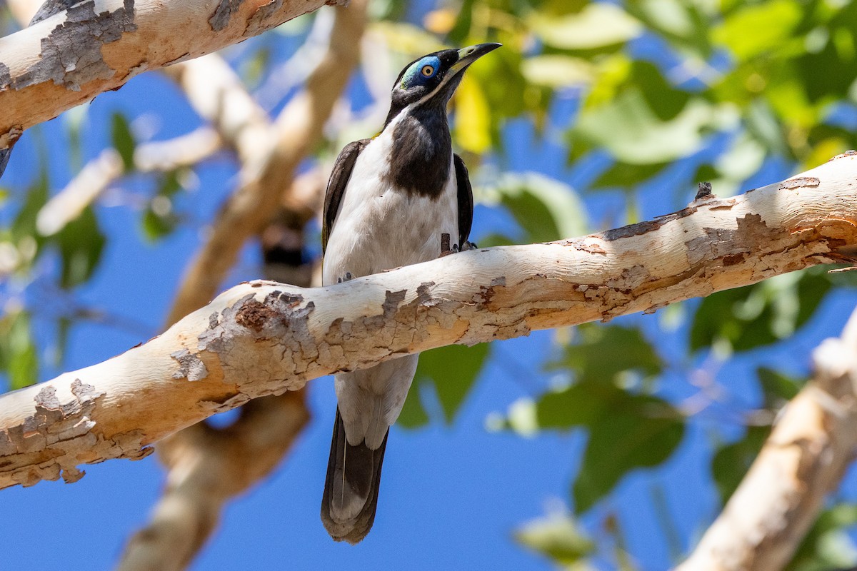 Blue-faced Honeyeater - ML646604874