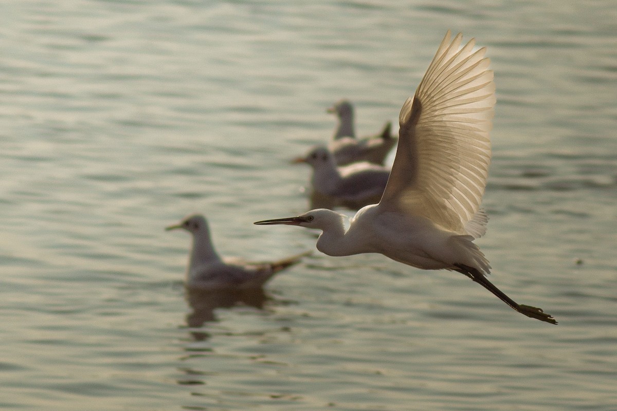 Little Egret - ML646604876