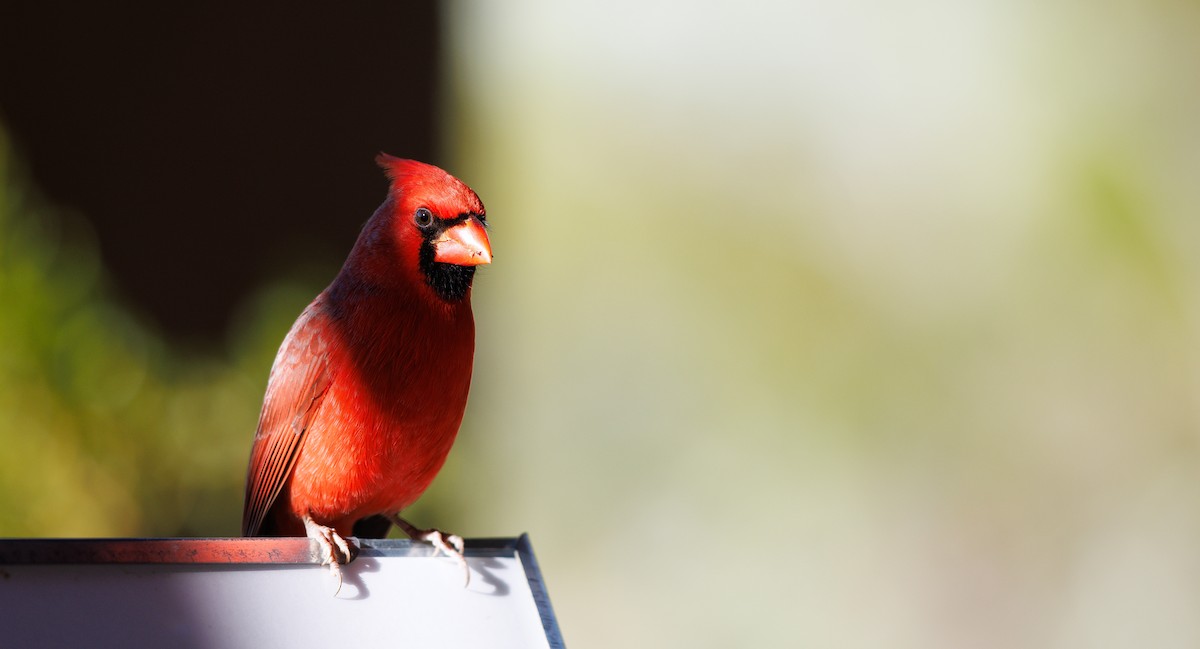 Northern Cardinal - ML646604877