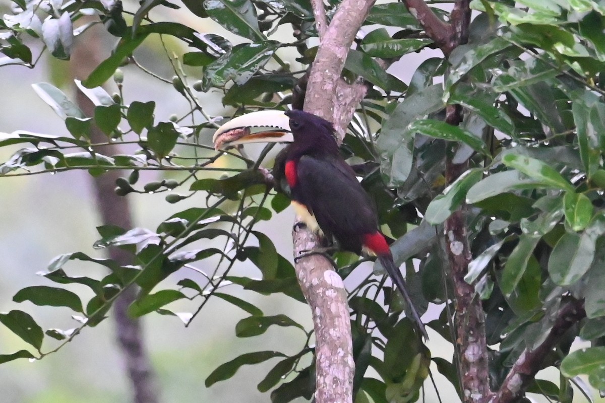 Ivory-billed Aracari - ML646604878