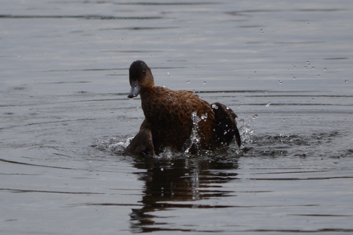 Chestnut Teal - ML646604879