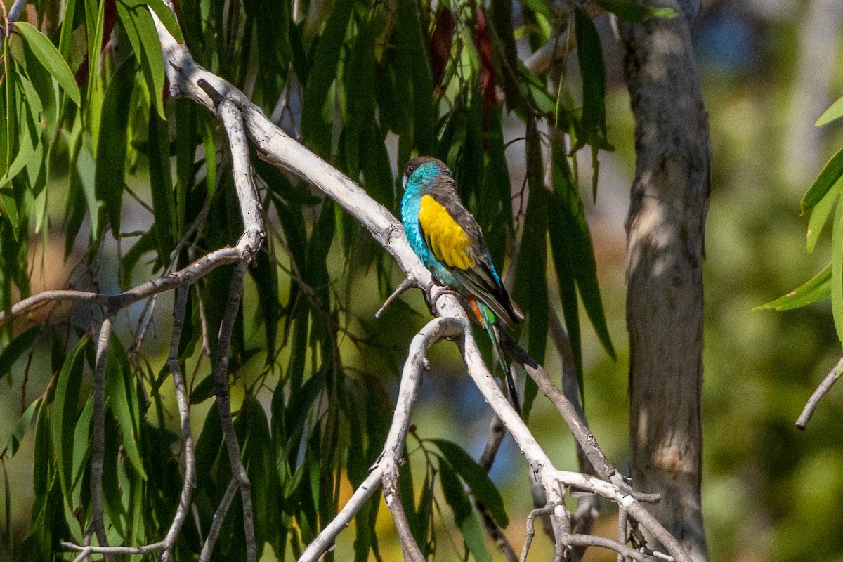 ヒスイインコ - ML646604880